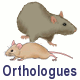 Orthologues
